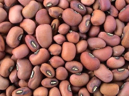 Vigna seed unguiculata Cowpea